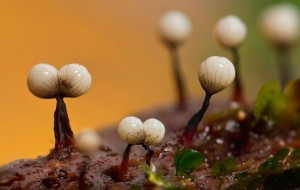 грибы